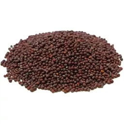 Semente De Mostarda Preta Para Acupuntura Auricular - 100g